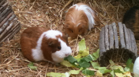 Rabbits & Guinea Pigs