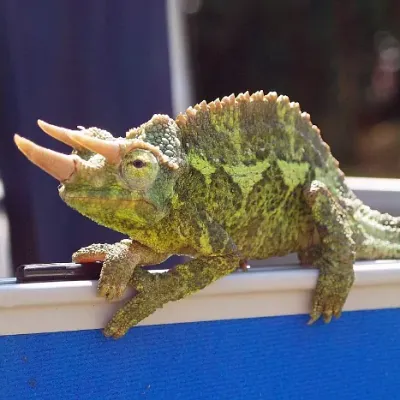 Petaholics Pet Parties 3