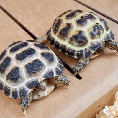 Petaholics Tortoises 2