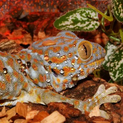 Petaholics Lizards 10