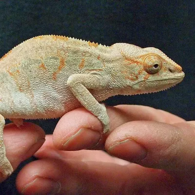 Petaholics Lizards 14