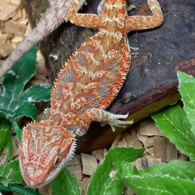 Petaholics Lizards 5