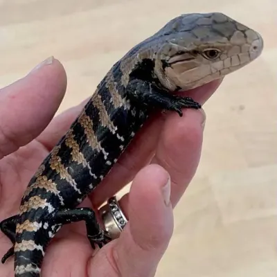 Petaholics Lizards 7