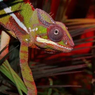 Petaholics Lizards 8