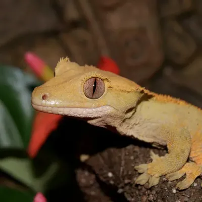 Petaholics Lizards 9