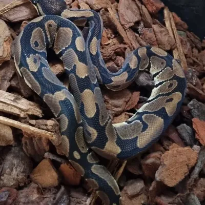 Petaholics Snakes 13