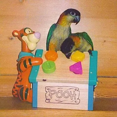 Petaholics Birds Parrots 14