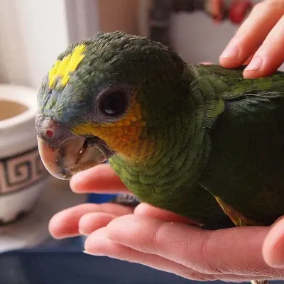 Petaholics Birds Parrots 15