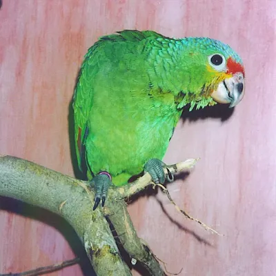 Petaholics Birds Parrots 3