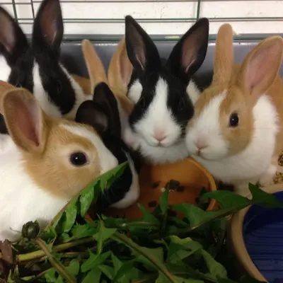 Petaholics Rabbits Guinea Pigs 10