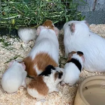 Petaholics Rabbits Guinea Pigs 2