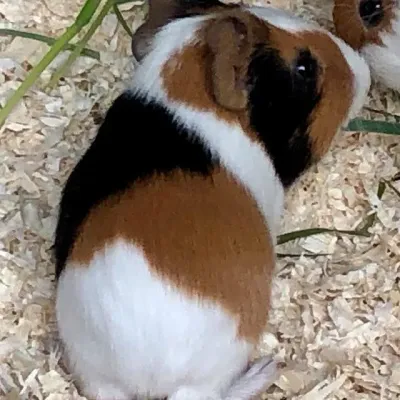 Petaholics Rabbits Guinea Pigs 3