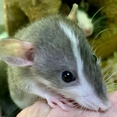 Petaholics Small Rodents 5