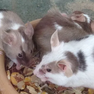 Petaholics Small Rodents 8