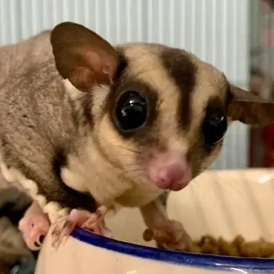 Petaholics Exotic Mammals 3