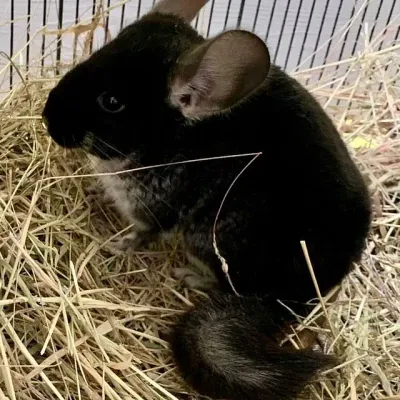 Petaholics Exotic Mammals 5