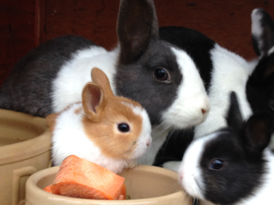 Rabbits & Guinea Pigs