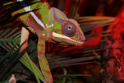  Lizards