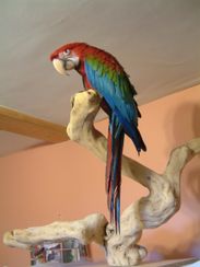 Parrot at Petaholics